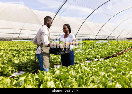 Salaternte im Hydrokultur-Gewächshaus, afroamerikanische Bauern arbeiten zusammen Stockfoto