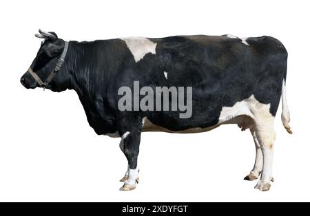 Junge schwarze und weiße niederländische Rinderkühe isoliert Stockfoto