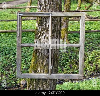 Ausstellung von Gemälden im Wald - veraltete Fensterrahmen sind an den alten Stamm eines Baumes genagelt Stockfoto