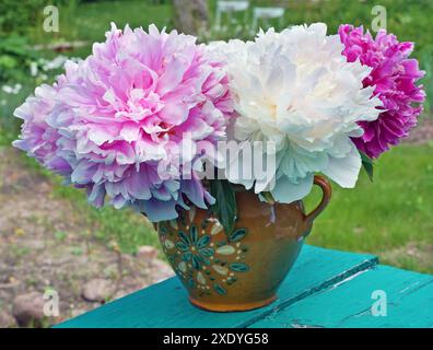 Rosa und weiße frische Gartenpfingstrosen Blumen in einer einfachen ländlichen Vase aus Lehm Stockfoto