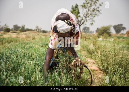 Nicolas Remene / Le Pictorium - Office du Niger: Landwirtschaft, Gartenbau und Bewässerungsparameter - 19/02/2019 - Mali / Segou / M'bewani - M'bewani, 19.02.2019. Oumou Diallo erntet Zwiebeln auf einem 20 Hektar großen Grundstück in Shobougou. Die Parzelle wird in der Nebensaison (außerhalb der Reisanbausaison) für den Gartenbau genutzt. Stockfoto