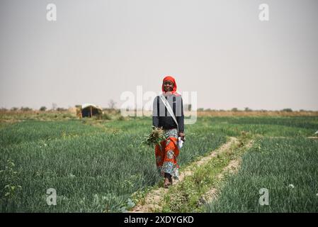 Nicolas Remene / Le Pictorium - Office du Niger: Landwirtschaft, Gartenbau und Bewässerungsparameter - 19/02/2019 - Mali / Segou / M'bewani - M'bewani, 19.02.2019. Frau Traore ist Moderatorin auf einem 20 Hektar großen Grundstück in Shobougou. Diese Fläche wird während der Gegensaison (außerhalb der Reisanbausaison) für den Gartenbau genutzt. Stockfoto