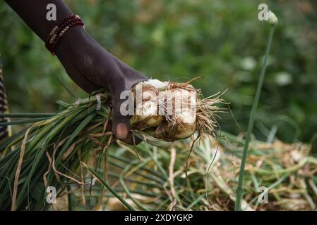 Nicolas Remene / Le Pictorium - Office du Niger: Landwirtschaft, Gartenbau und Bewässerungsparameter - 19/02/2019 - Mali / Segou / Mbewani - M'bewani, 19.02.2019. Zwiebelernte auf einem 20 ha großen Grundstück in Shobougou. Diese Fläche wird während der Gegensaison (außerhalb der Reisanbausaison) für den Gartenbau genutzt. Stockfoto