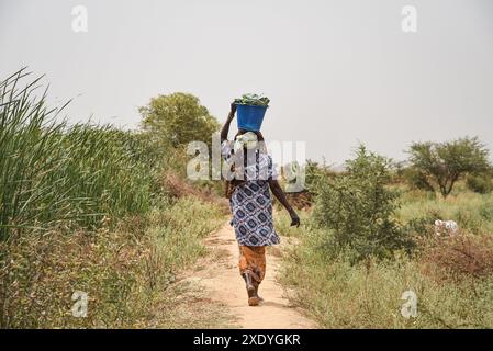 Nicolas Remene / Le Pictorium - Office du Niger: Landwirtschaft, Gartenbau und Bewässerungsparameter - 19/02/2019 - Mali / Segou / M'bewani - M'bewani, 19.02.2019. Als Frau, die von der Arbeit auf den Feldern in Shobougou zurückkehrt, wird ein 20 Hektar großes Grundstück während der Gegensaison (außerhalb der Reisanbausaison) für die Gartenarbeit genutzt. Stockfoto