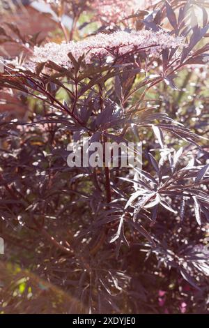 Nahaufnahme der burgunderroten Blätter eines Schwarzen Älteren/Strauchs (Sambucus Nigra) mit blassweißen Blüten von blassrosafarbenen wischeligen Knospen. Hintergrundbeleuchtet. Stockfoto