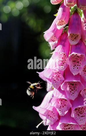 Nahaufnahme der violetten rosa röhrenförmigen Blüten eines Foxglove/Digitalis purpurea - einer bienenfreundlichen Pflanze aus Großbritannien Stockfoto