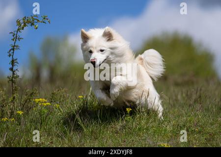 Isländische Schäferhund, FCI anerkannt Hunderasse aus Island Stockfoto