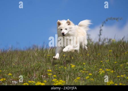 Isländische Schäferhund, FCI anerkannt Hunderasse aus Island Stockfoto