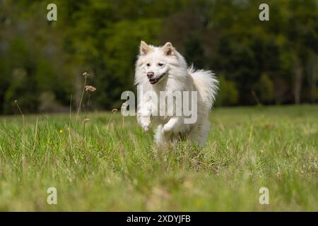 Isländische Schäferhund, FCI anerkannt Hunderasse aus Island Stockfoto