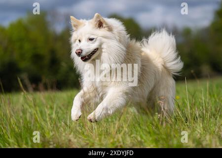 Isländische Schäferhund, FCI anerkannt Hunderasse aus Island Stockfoto