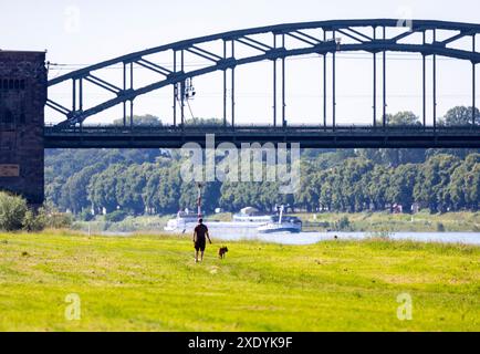 Köln, Deutschland. Juni 2024. Ein Mann geht mit seinem Hund in den Poller Wiesen spazieren. Quelle: Thomas Banneyer/dpa/Alamy Live News Stockfoto