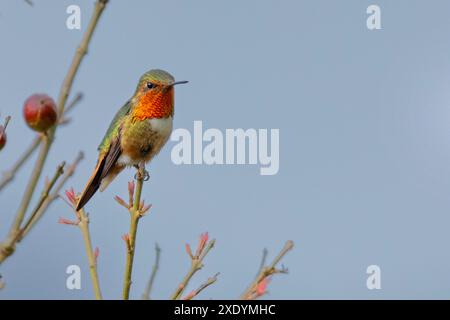 Szintillant Kolibri (Selasphorus scintilla), männlich auf einem Busch sitzend, Costa Rica, San Gerardo de Dota Stockfoto