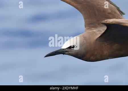 Noddy, Brown Noddy (Anous stolidus stolidus, Anous stolidus), Porträt im Flug, Afrika Stockfoto