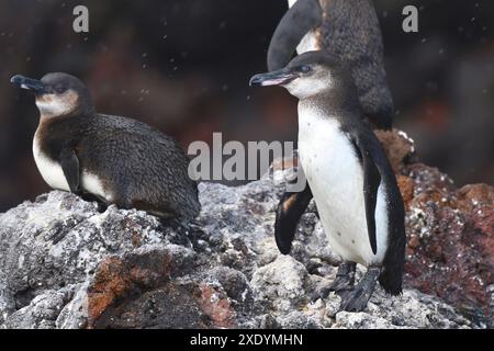 Galapagos-Pinguine (Spheniscus mendiculus), Galapagos-Pinguine sitzen auf Küstenfelsen, Ecuador, Galapagos-Inseln und Isabela Stockfoto