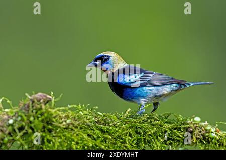 Tanager mit goldener Maske, Tanager mit goldener Kapuze (Stilpnia larvata, Tangara larvata), sitzt auf einem moosigen Zweig, Costa Rica, Boca Tapada Stockfoto