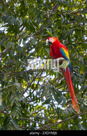 Scharlach (Ara macao), sitzt auf einem Zweig im Regenwald, Costa Rica, Tarcoles Stockfoto