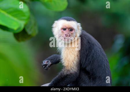 Weißkopf-Kapuziner (Cebus-Nachahmer, Cebus-capucinus-Nachahmer), Porträt, Costa Rica, Tarcoles Stockfoto