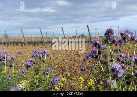 Bienenfutter, tansy-Skorpion-Unkraut, Spitzen-phacelia, tansy-Blatt-phacelia, Blue tansy, lila tansy, fiddleneck (Phacelia tanacetifolia), blühende Phakelien Stockfoto