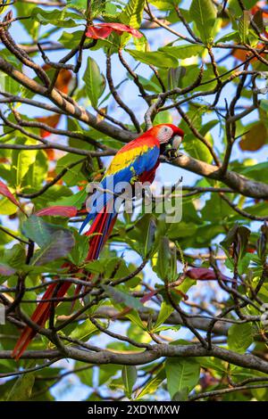 Scharlach (Ara macao), sitzt auf einem Zweig im Regenwald, Costa Rica, Tarcoles Stockfoto