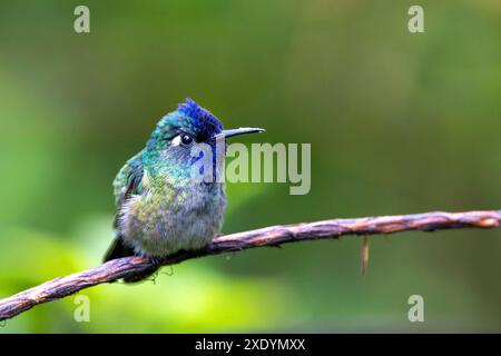 Veilchenkolibris (Klais guimeti), männlich sitzend auf einem Ast, Costa Rica, Guapiles Stockfoto