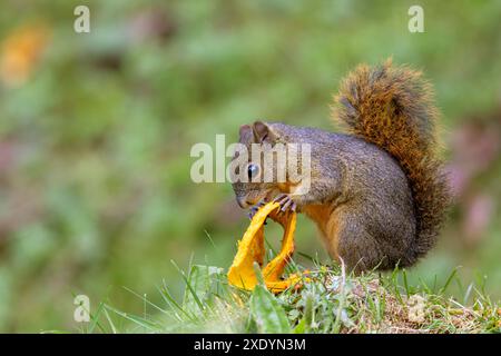 Rotbuschhörnchen, Rotbauchhörnchen (Paraxerus palliatus), sitzt auf dem Boden und isst Papaya Peel, Costa Rica, Los Quetzales Nationalpark Stockfoto