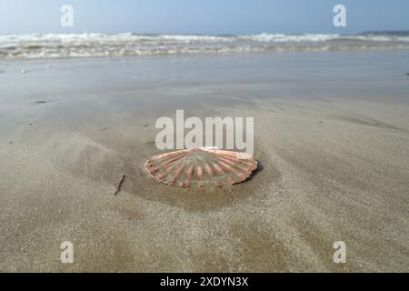 Große Jakobsmuschel, gemeine Jakobsmuschel, Coquille St. Jacques (Pecten maximus), St.. James Muschelschale am Sandstrand bei Ebbe, ein einzelnes Ventil von der sie Stockfoto