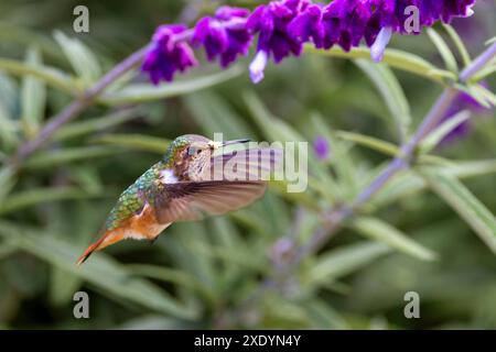 Szintillant Kolibri (Selasphorus scintilla), junger Mann bei Salbei, Costa Rica, San Gerardo de Dota Stockfoto