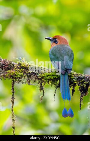 Breitschnabel-Motmot (Electron platyrhynchum), sitzt auf einem Zweig im Nebelwald, Costa Rica, La Fortuna Stockfoto