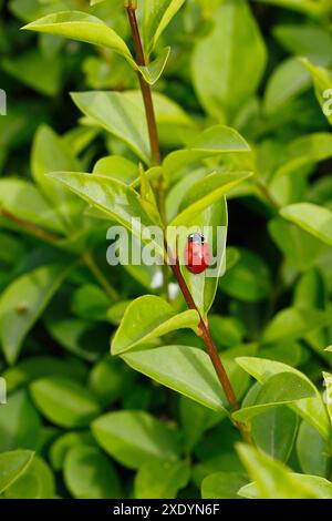 Siebenfleckiger Marienkäfer, Siebenfleckiger Marienkäfer, Siebenfleckiger Marienkäfer (Coccinella septempunctata), sitzend auf Blatt, Deutschland Stockfoto