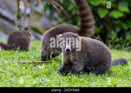 Weissnasen-Coati, Coatimundi, antoon, gato solo, Pizote, tejon (Nasua narica), Weissnasen-Coatis sitzen auf einem offenen Platz im Regenwald, Costa Rica, Stockfoto