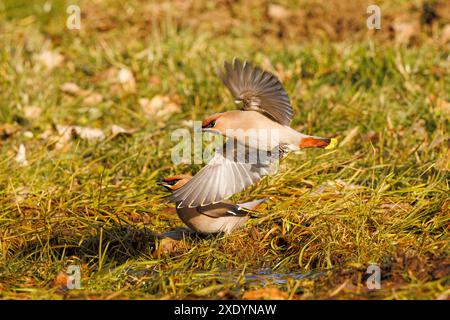 Böhmische Wachsflügel (Bombycilla garrulus), zwei böhmische Wachsflügel am Bach in einer Wiese, Deutschland, Bayern Stockfoto