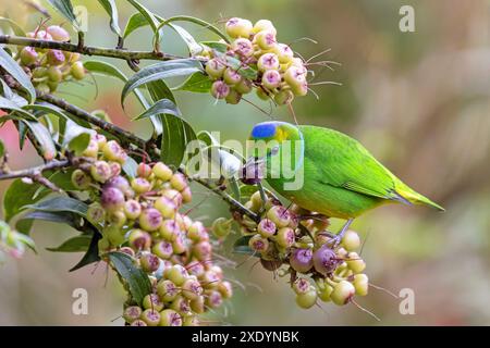 goldbrauen-Chlorophonia (Chlorophonia callophrys), männlich sitzt in einem Busch und isst eine Frucht, Costa Rica, Los Quetzales National Park Stockfoto