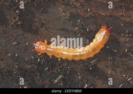 Scharlachenkäfer, Kardinalkäfer (Pyrochroa coccinea), Raupe unter der Rinde aus totem Holz, Deutschland Stockfoto