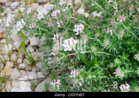 Haarige Kanarienklee, Kanarienklee, haarienklee (Dorycnium hirsutum), blühend, Albanien Stockfoto