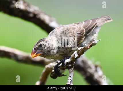 Großer Baum finke (Camarhynchus psittacula), auf einem Zweig sitzend, Ecuador, Galapagos Inseln Stockfoto