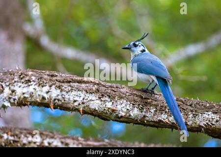 Der weisskehljäher (Calocitta formosa) sitzt auf dem Zweig eines Seidenbaums in Costa Rica, Tarcoles Stockfoto