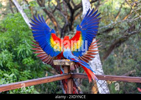 Scharlach Ara (Ara macao), zwei Aras kämpfen um Nahrung an der Futterstation, Costa Rica, Tarcoles Stockfoto