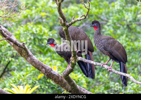 haubenguan (Penelope purpurascens), drei Vögel stehen auf einem Zweig im Nebelwald, Costa Rica, La Fortuna Stockfoto