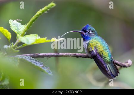 Veilchenkolibris (Klais guimeti), männlich sitzend auf einem Zweig und trinkt aus einem Blatt, Costa Rica, Guapiles Stockfoto