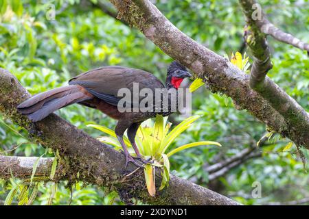 guan (Penelope purpurascens), sitzt auf einem Zweig, Costa Rica, La Fortuna Stockfoto