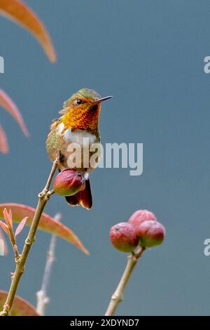 Szintillant Kolibri (Selasphorus scintilla), männlich auf einem Busch sitzend, Costa Rica, San Gerardo de Dota Stockfoto