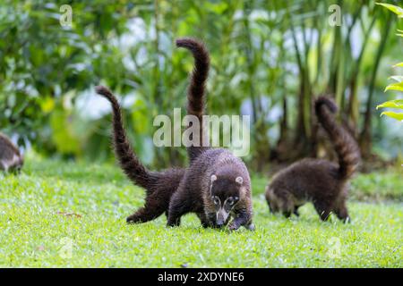 Weissnasen-Coati, Coatimundi, antoon, gato solo, Pizote, tejon (Nasua narica), Weißnasenbären suchen in einem offenen Gebiet des Regenwaldes an Costa nach Nahrung Stockfoto