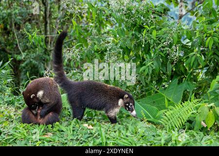 Weissnasen-Coati, Coatimundi, antoon, gato solo, Pizote, tejon (Nasua narica), Weißnasenbären suchen in einem offenen Gebiet des Regenwaldes an Costa nach Nahrung Stockfoto