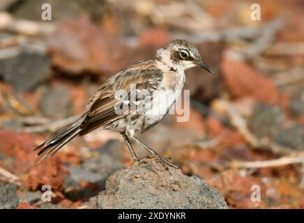 Galapagos-Spottvogel (Mimus parvulus, Nesomimus parvulus), auf einem Stein sitzend, Ecuador, Galapagos-Inseln Stockfoto