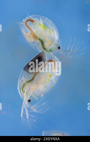 Großer Wasserfloh (Daphnia magna), zwei große Wasserflöhe mit Larven in der Brutkammer und Dauereiern, Deutschland Stockfoto