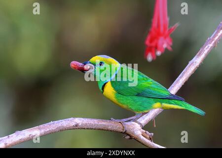 goldbrauen-Chlorophonia (Chlorophonia callophrys), männlich sitzt in einem Busch und isst eine Frucht, Costa Rica, San Gerardo de Dota Stockfoto