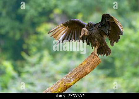 Amerikanischer Schwarzgeier (Coragyps atratus), sitzt auf einem toten Baum mit offenen Flügeln, Costa Rica, Boca Tapada Stockfoto