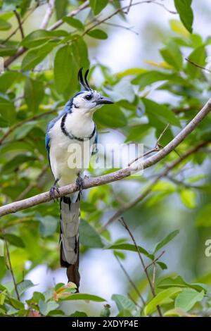 Der weisskehlhals Elster (Calocitta formosa), sitzt auf dem Zweig, Costa Rica, Tarcoles Stockfoto