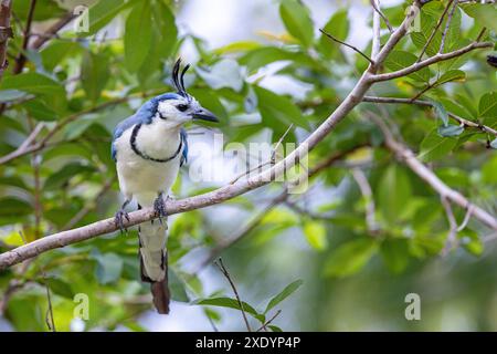 Der weisskehlhals Elster (Calocitta formosa), sitzt auf dem Zweig, Costa Rica, Tarcoles Stockfoto