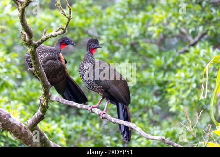 haubenguan (Penelope purpurascens), zwei Vögel stehen auf einem Zweig im Nebelwald, Costa Rica, La Fortuna Stockfoto